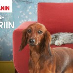 RC_viktoriin_banner_fotomix