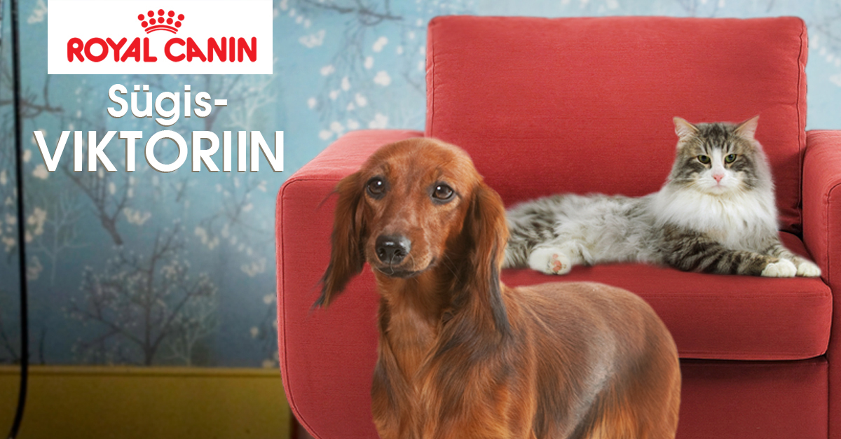 RC_viktoriin_banner_fotomix