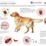 koer_parasiidid