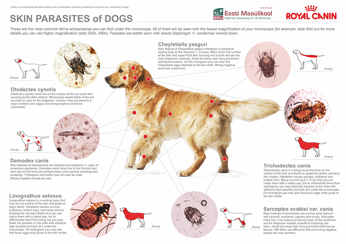 koer_parasiidid